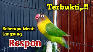 TERBUKTI, HANYA DENGAR BEBERAPA MENIT Langsung Bunyi, Suara Burung Lovebird Gacor Bikin Cepat Ngekek