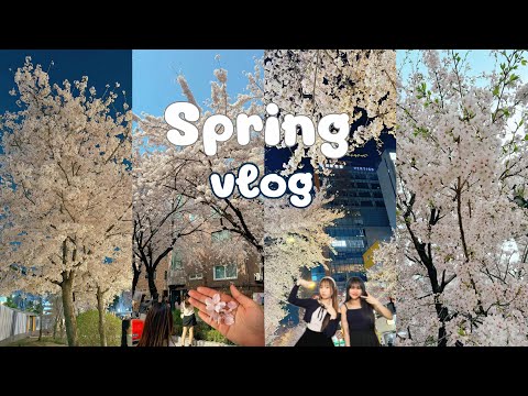 Spring vlog ย้อนหลัง ดูดอกพ็อดกดในโซล 봄 브이로그 벚꽃 보기🌸