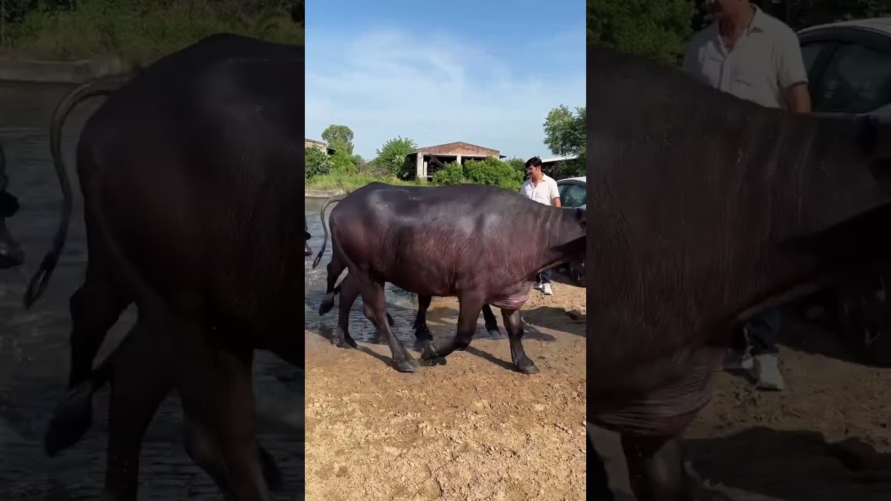 Randeep Malik Dairy Farm