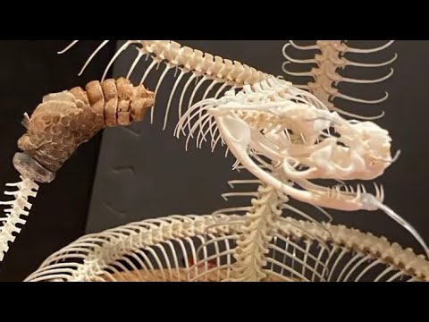 Rattlesnake skeleton articulation full process