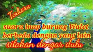 Suara inap burung walet durasi pendek