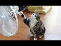 扇風機の風vs ねこ。-Electric fan winds vs.  Cats.-