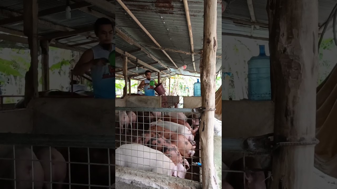 11 HEADS FATTENERS - ALAGANG PIGROLAC