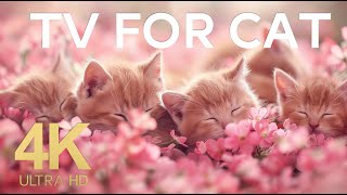 8 Hours of Music For Cats Relief Stress: EXTREMELY Soothing Cat Therapy Music, Peaceful Relax music by MeowTunes Haven 218 views 1 month ago 8 hours