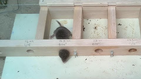 Shrew squeezes through 16.5 mm hole, epic struggle