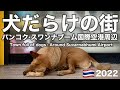 バンコク・スワンナプーム空港周辺の街が犬だらけだった|タイ旅2022 #2