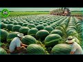 The most modern agriculture machines that are at another level how to harvest watermelons in farm3