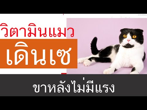 แมวขาหลังหัก แมวโดนกัดเดินไม่ได้ แมวฉีดยาแล้วเดินไม่ได้ แมวท ยาโรคทางระบบประสาท สุนัข ตรวจระบบ