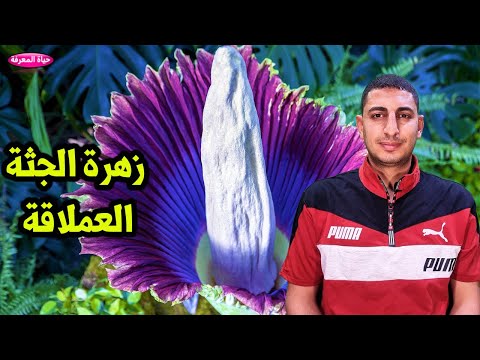 فيديو: ما هي اكبر زهرة في العالم