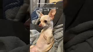 Pets reacting to farts!🤣 #funnydogs #funnyanimals #funnypets #dogs #cats #pets #fyp