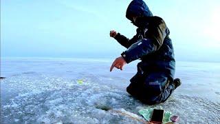 ЧУДСКОЕ ОЗЕРО!!ПРИШЁЛ НА ЗАКОРМЛЕНЫЕ ЛУНКИ И ПОШЛО.РЫБАЛКА В ФЕВРАЛЕ 2024.