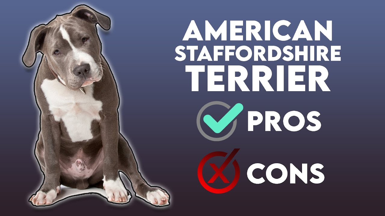 American Staffordshire Terrier The Pros & Cons YouTube