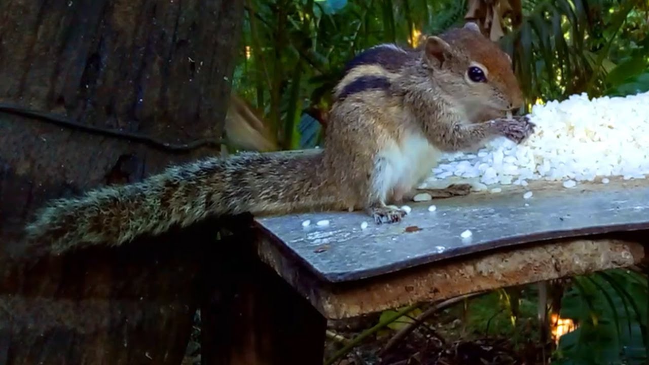 Cute Squirrel Eating Rice | Peaceful Wildlife Moment