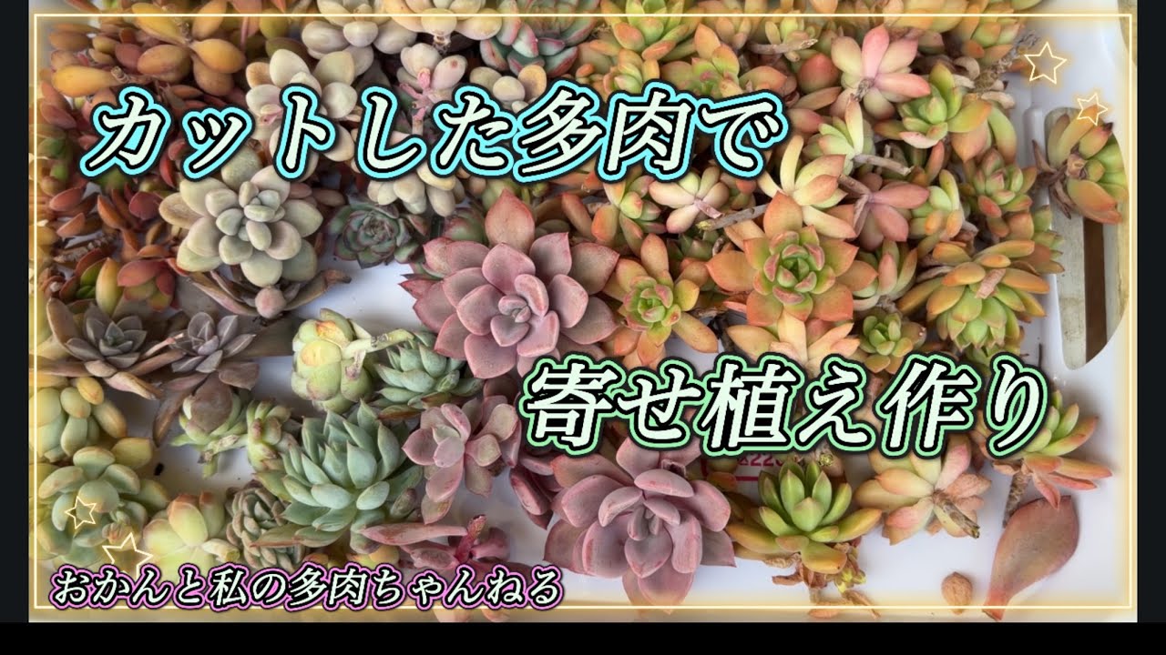 135（多肉植物）伸びた苗で多肉の寄せ植え#succulent #多肉植物 #寄せ