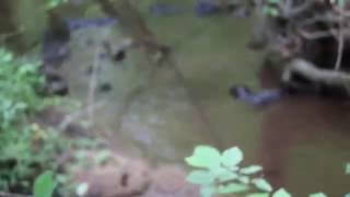 Otter Family Feeding on Creek Lobster
Be still in the woods and you may see some amazing stuff. Didnt have time to mount the camera on a tripod. Its a bit shaky but quite a treat to watch live. Otter Family Feeding on Creek Lobster