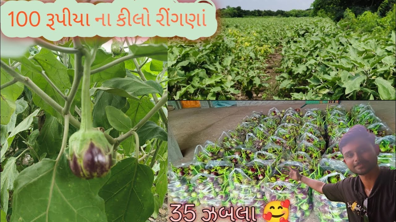 100 રૂપિયા ના કીલો રીંગણાં,આપડી વાડી ના 🫣🥰😮 આપણો પહેલો વિડીયો youtube ચેનલમાં માં