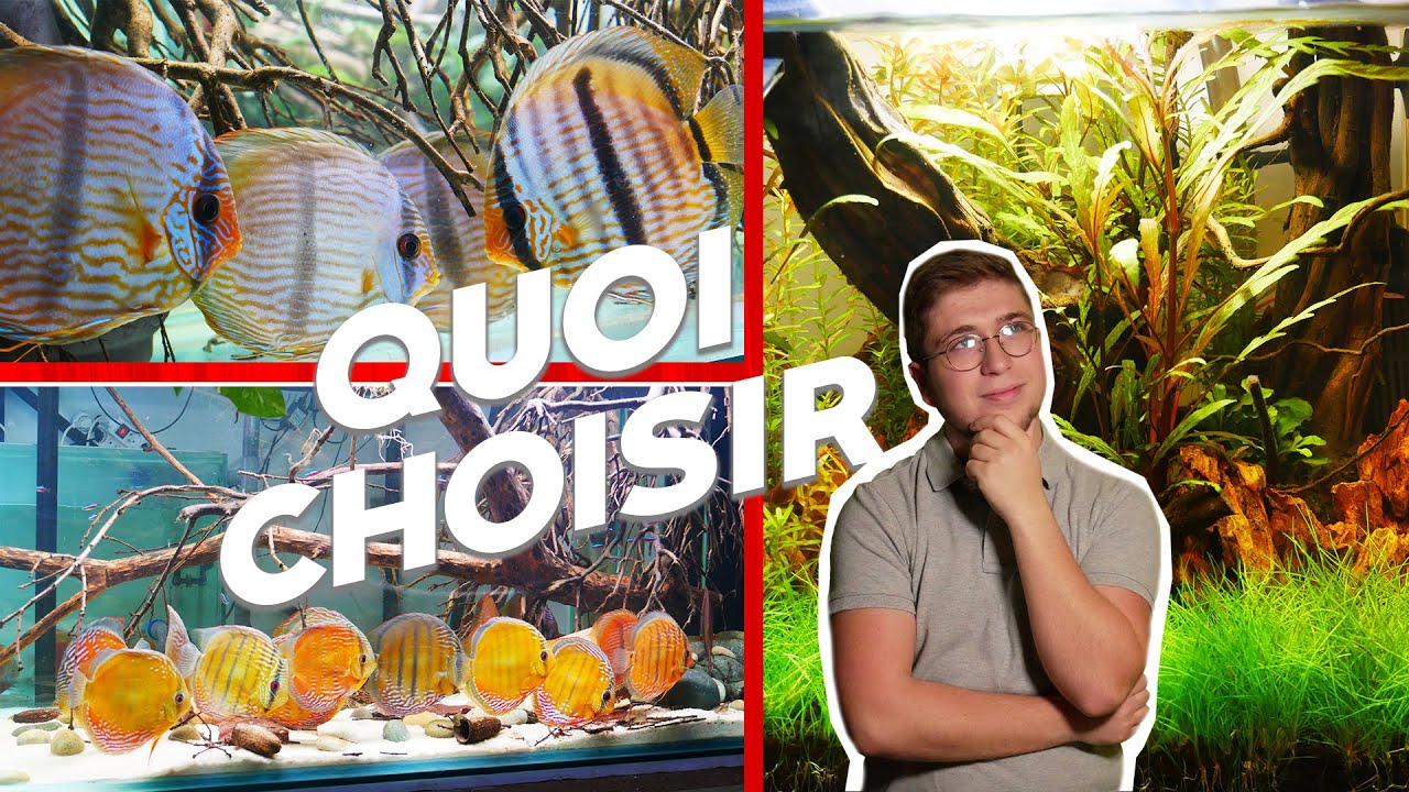 QUEL STYLE D'AQUARIUM CHOISIR (discus, scalaire, altum, cichlidé amazonien et d'autres poissons