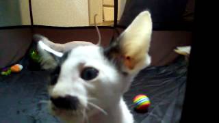 8 week old Peterbald kittens- more jumping by Cowboy Claws 102 views 5 years ago 1 minute, 14 seconds