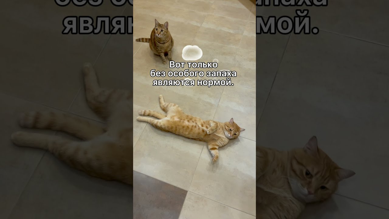 Пукают ли кошки