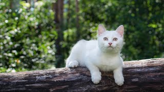 Music Calms Cat Anxiety Calm Your Cat in 10 Minutes  Music for Cats with cat purring sounds