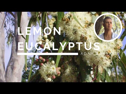 Lemon Eucalyptus - The Oil of Optimism