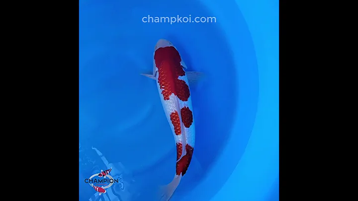 2024FALL-029 3yr 23" High Quality Ginrin Kohaku by YAGENJI Koi Farm