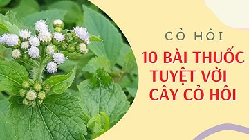 10 Công Dụng Tuyệt Vời Của Cây Cỏ Hôi | Trị Viêm Xoang | DDG
