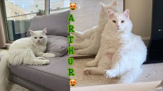 Another Compilation of Arthur (Turkish Angora Cat) by Asseth83 991 views 1 year ago 7 minutes, 54 seconds
