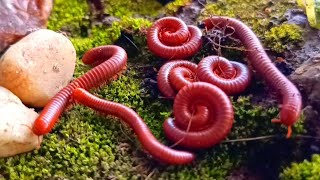 The Amazing Adaptation of Millipede Colonies: More Than Just Legs #Millipede #EducationalMillipede