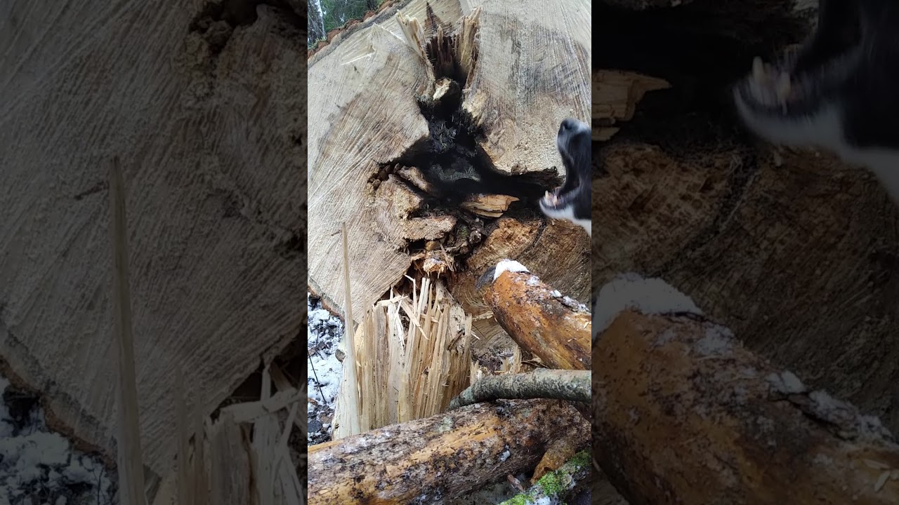 В дупле - YouTube