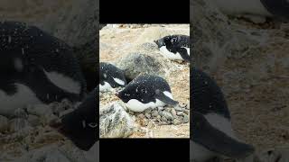 An Adélie penguin incubating its eggs in the nest