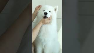 Did you know that samoyeds shed their facial hair too?