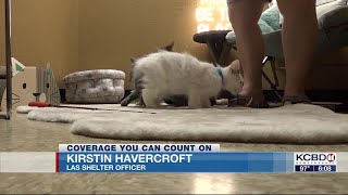 Cats up for adoption at Kat's Alley Cats