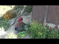 Organic village life  cooking green vegetables in the village