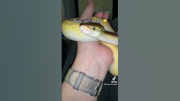 Why ball pythons stare at you 👀 #ballpython #snakefacts #funfacts #snake #animals #reptiles #shorts