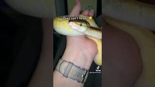 Why ball pythons stare at you 👀 #ballpython #snakefacts #funfacts #snake #animals #reptiles #shorts