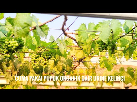 Video: Anggur Untuk Berkebun Zona 8 - Tips Menanam Anggur Di Zona 8