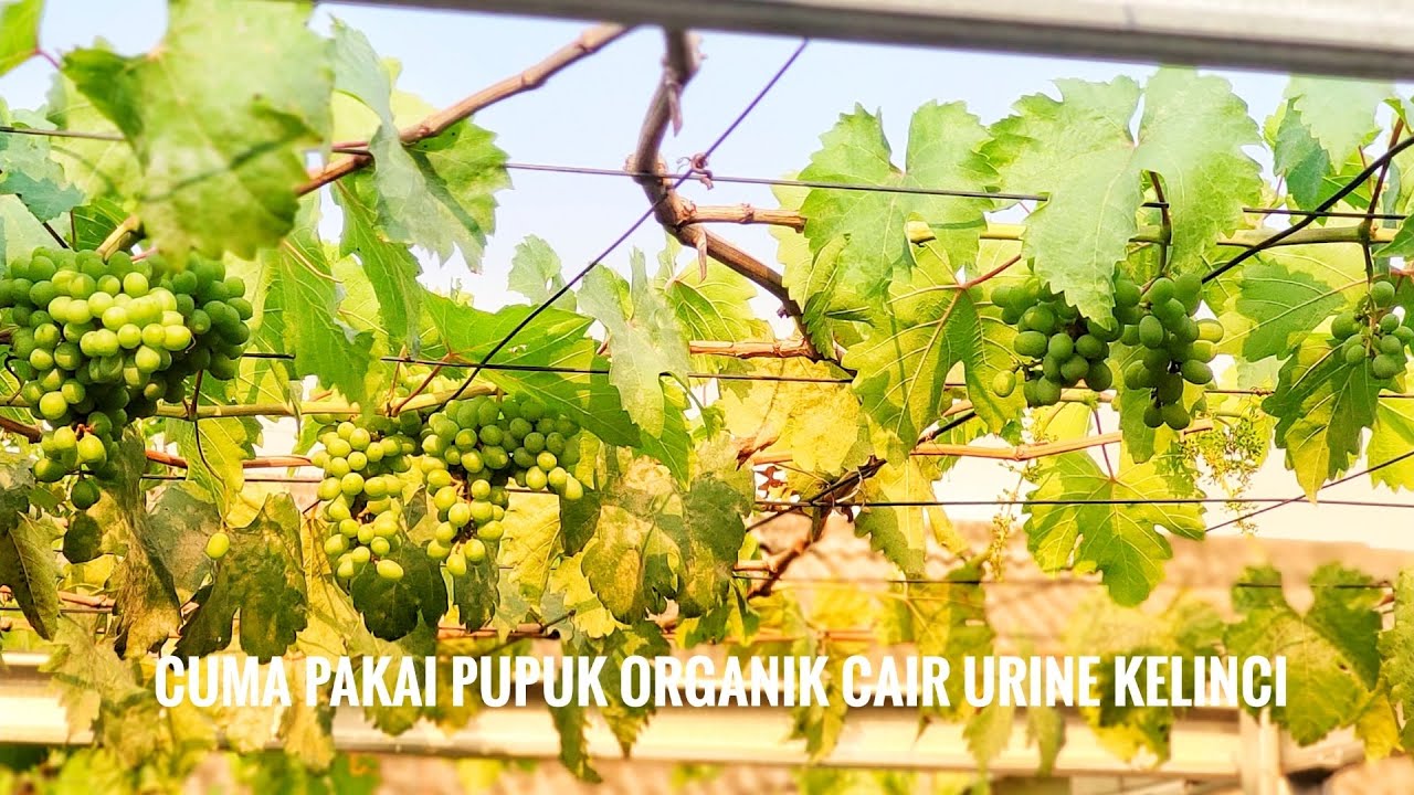 TANAM ANGGUR SUDAH 20 TAHUN CUMA PAKAI PUPUK ORGANIK TAPI HASILYA LUAR BIASA!!!