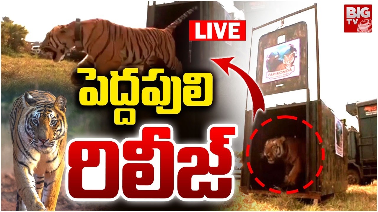Rajahmundry Captured tiger released into Papikonda National Park LIVE | పెద్దపులి  రిలీజ్ | BIG TV