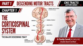 Corticospinal Tract Explained: Motor Cortex to Spinal Cord, Decussation & UMN Signs