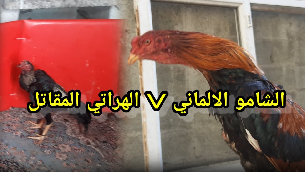 التخريجة المنتضرة الشامو والهراتي المقاتل 🤯🤯🐓🐓 لعب يصدم ويخليك تعيد التفكير بلشامو