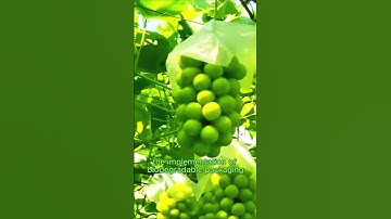 Inside the Harvesting Process of Japan