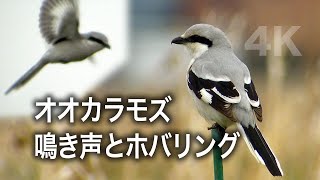 Chinese Grey Shrike Part 2 Lanius Sphenocercus Youtube