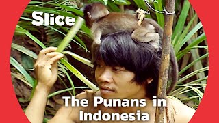 The Punans : Living in Harmony with the Forest | SLICE | FULL DOCUMENTARY by SLICE 15,240 views 8 days ago 17 minutes