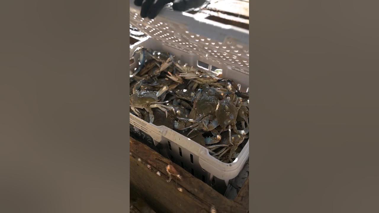 Catching Full Crates of Maryland Blue Crabs in Crab Pots boat crab 