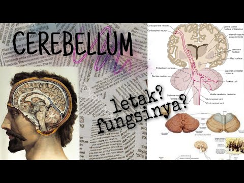 CEREBELLUM (otak kecil) -definisi,letak dan fungsinya