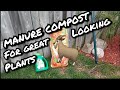 Using Manure to amend your  garden soil.