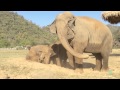 Elephant Fart - ElephantNews