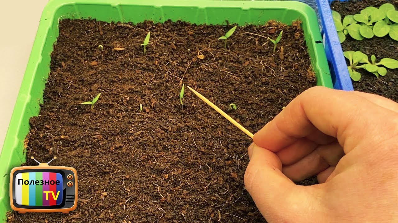 Появились всходы перцев? Что нужно сразу сделать чтобы не загубить рассаду!