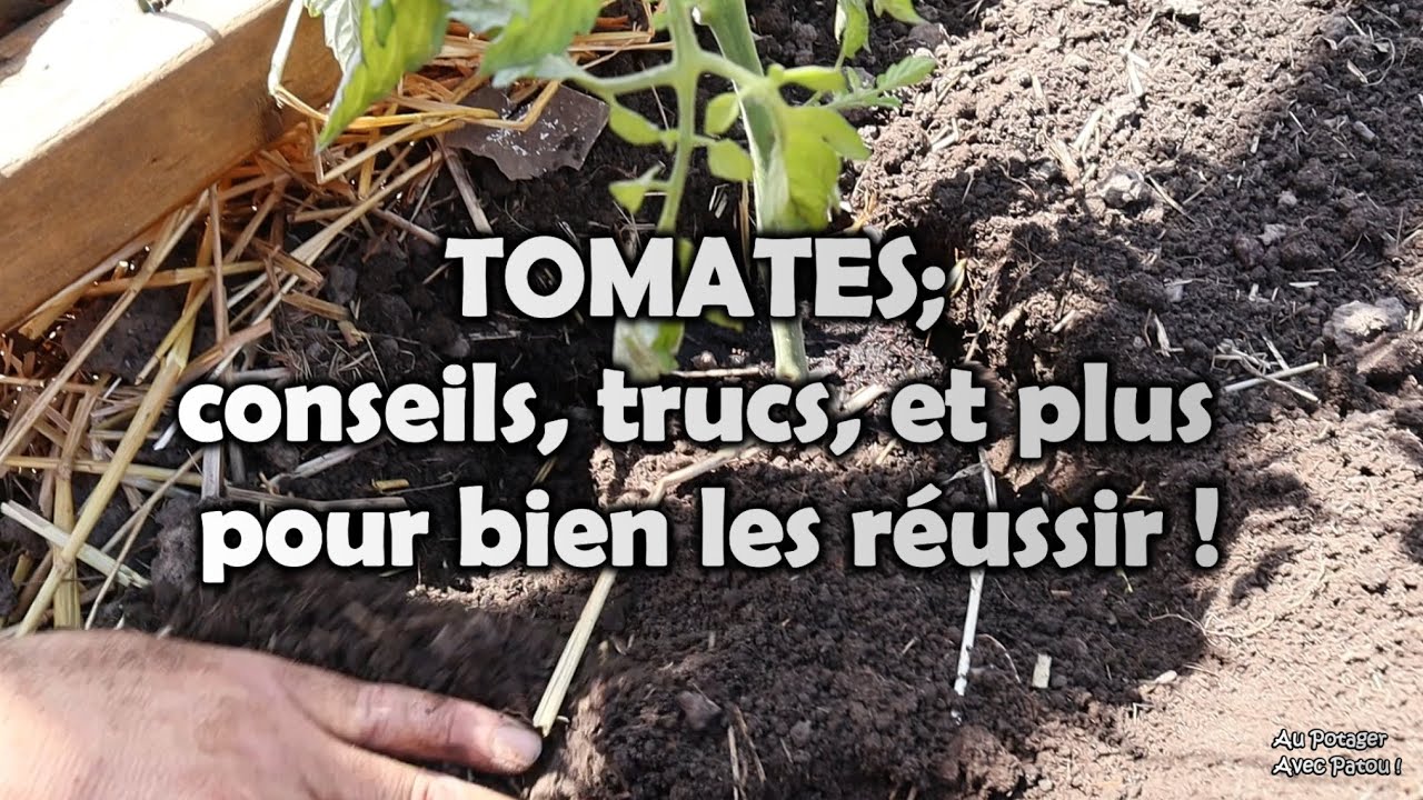 TOMATES; conseils, trucs, et plus pour bien les réussir! | De A à Z (ou presque… 😊)
